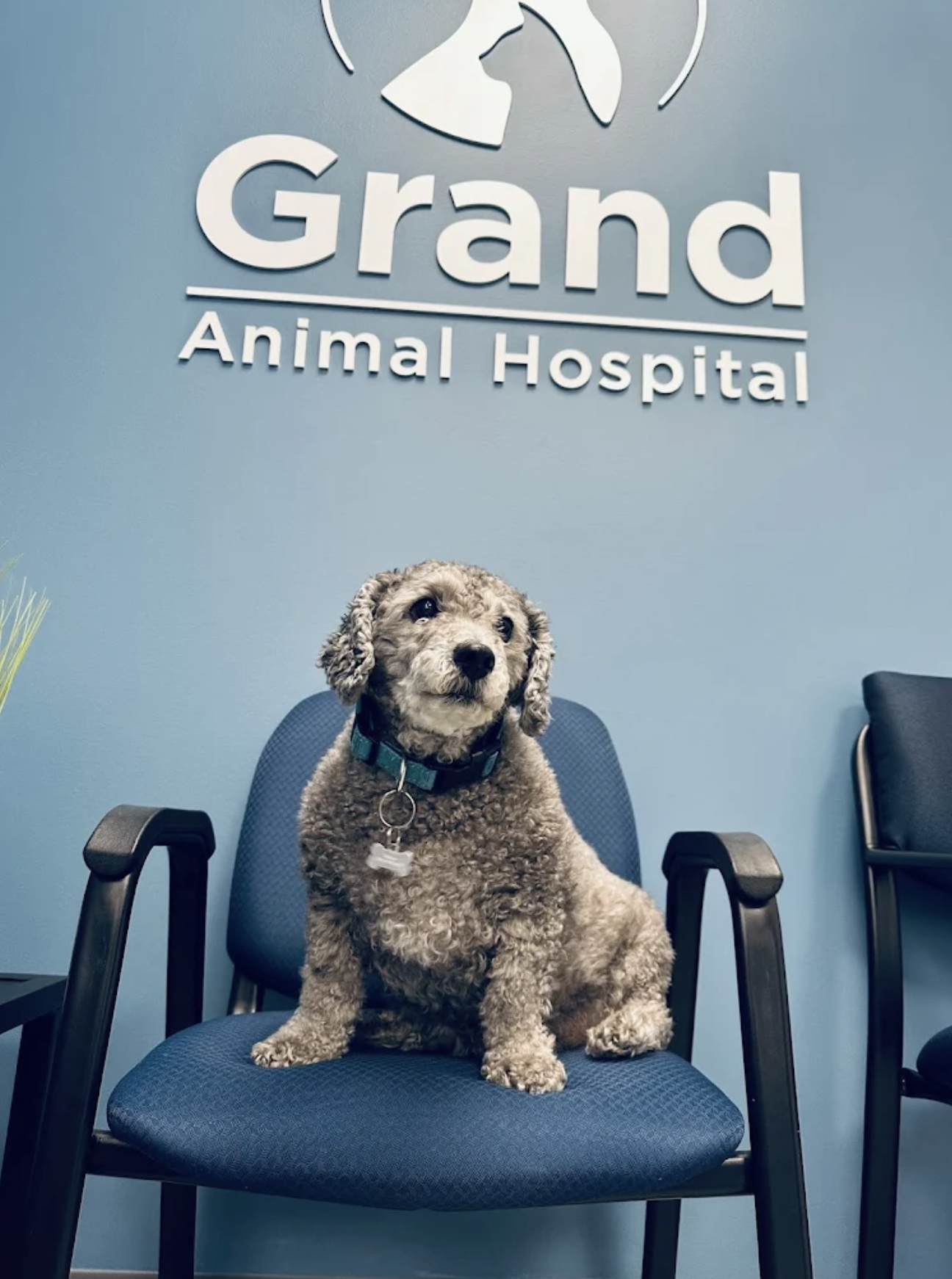 Grand Canyon Veterinary Hospital